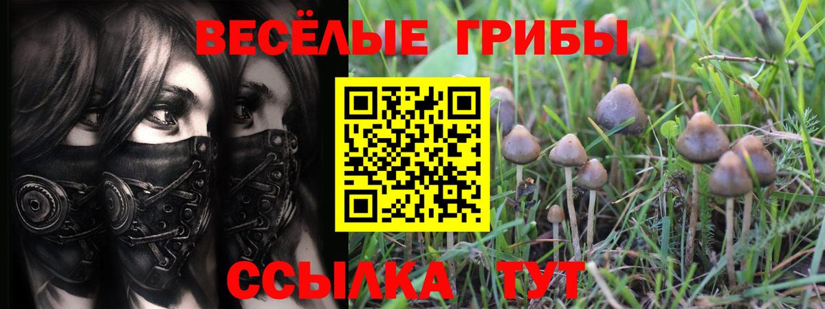 Псилоцибиновые грибы Psilocybe  Вход с VPN  Алексеевка 